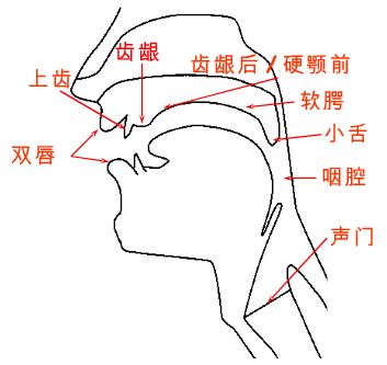 发音器官2